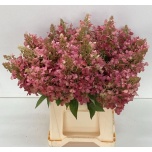 Hydrangea Hortensia ov 50cm