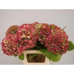 Hydrangea Hortensia ov 60cm*5