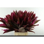 Decogroen ov 55cm tk