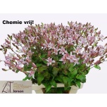 Tricyrtis 70cm