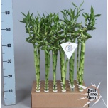 Dracaena sanderiana lucky bamboo 5cm