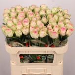 Roos 70cm Esperance