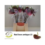 Anthurium Flamingolill Love Red Antique