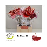 Anthurium Flamingolill Love Red Antique