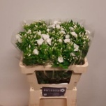 Phlox Floks Danielle 50cm