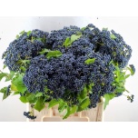 Viburnum Dark Bl Herman 60cm tk
