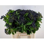 Viburnum Dark Blue Hermania 65cm (tk)