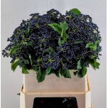 Viburnum Dark Blue Hermania 80cm (tk)