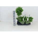 Peperomia Peperoomia Isabelle 14cm