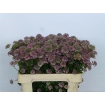 Astrantia Rosa Lee 50cm