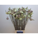 Asclepias syriaca 80cm