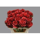 Brassica Kapsas paint red 60cm