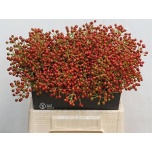 Rosebottle Kibuvits Fair Jewel 40cm