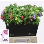 Anemone Ülane Co Mar Gem 45cm