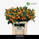 Euphorbia Piimalill 70cm Sunstream