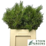 Pinus strobus 55cm tk