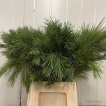 Pinus strobus 60cm tk