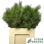 Pinus strobus 60cm tk