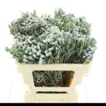 Brunia Laevis Silver 50cm