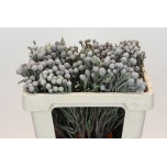 Brunia Laevis Silver 50cm