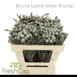 Brunia Laevis Silver 50cm
