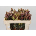 Leucadendron plumosum rubrum 50cm