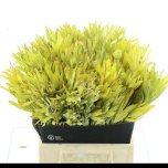 Leucadendron Valgepuu Salignum 40cm