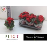 Begonia Begoonia Baladin 14cm