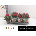 Begonia Begoonia Baladin 14cm