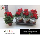 Begonia Baladin 14cm