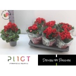 Begonia Begoonia Baladin 14cm