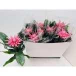 Aechmea Ekmea Fasciata Primera 12cm