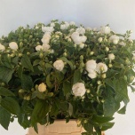 Philadelphus Ebajasmiin Snowwhite Fantasy 50cm