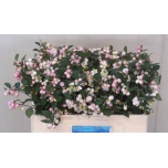 Symphoricarpos Lumimari Magic Charm Fant 50cm