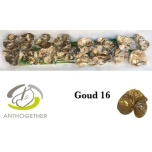 Anthurium Flamingolill paint