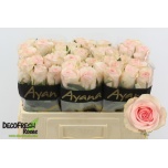 Roos 50cm Novia