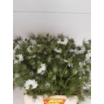 Nigella white per bunch 60cm