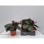 Calathea Tiigerlehik Medallion 19cm