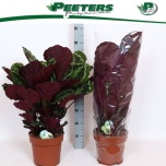 Calathea Tiigerlehik medallion 24cm