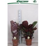 Calathea medallion 24cm