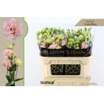 Eustoma Preeriakell ov 70cm
