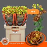Eustoma Preeriakell ov 70cm (Waalzicht)