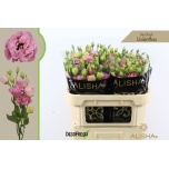 Eustoma Preeriakell ov Roze