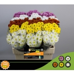Chrysanthemum Krüsanteem SANTINI 5 colour MIX*25
