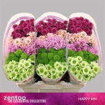 Chrysanthemum Krüsanteem SANTINI mix*25