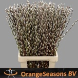 Salix Paju Snow Flake 70cm