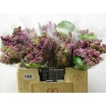 Syringa Sirel Dark Koster 40cm