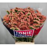 Limonium Terra Wings 70cm
