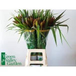 Setaria It Red Jewel 80cm