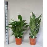 Spathiphyllum Tõlvlehik Sweet Lauretta 24cm